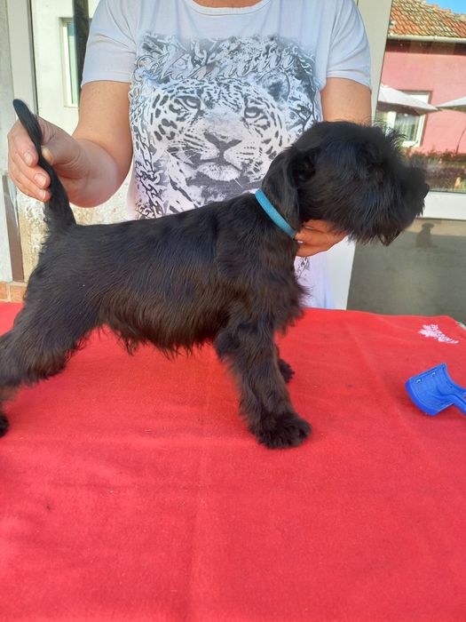 Pui Schnauzer pitic negru cu pedigree