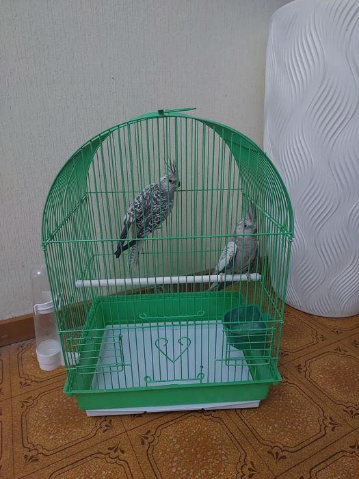 Корелы клетка корм минералами