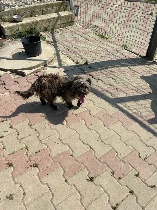 Asociația Monatel ofera spre adoptie catei deparazitați și vaccinați