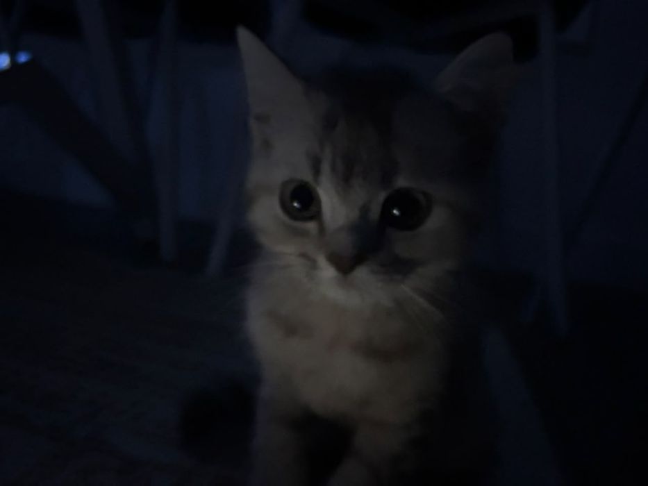 Кошка вислоухий.