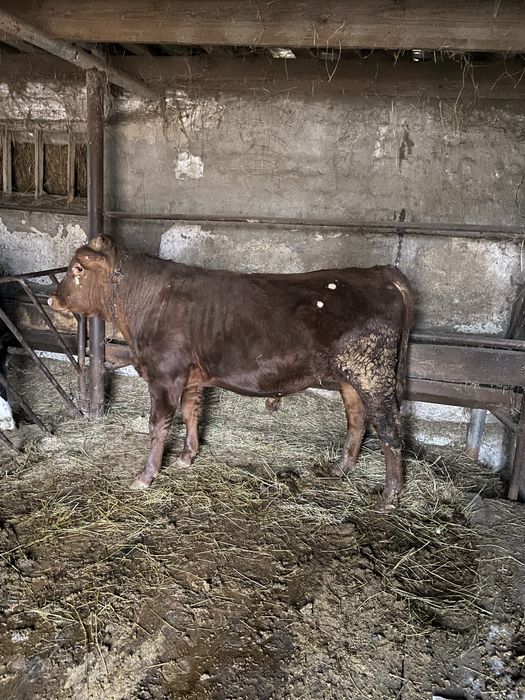 Продам бычки 10-11месяцев