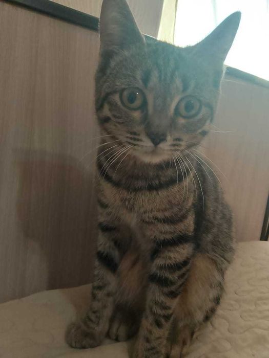 Отдам котенка девочка