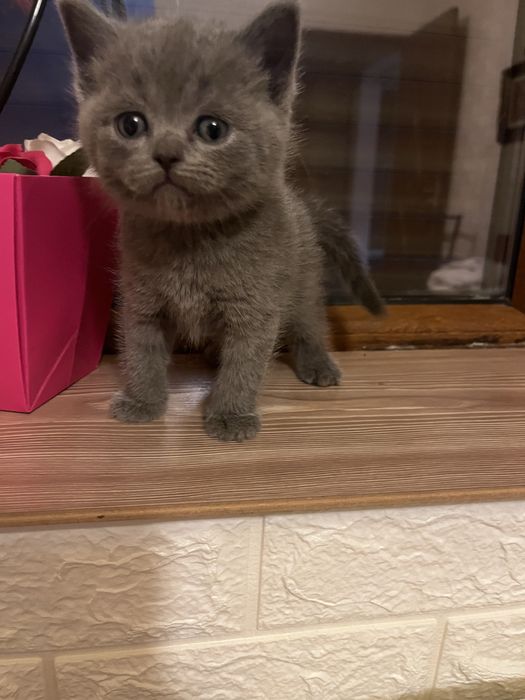 Puiuți British Shorthair