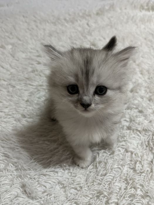 продаются Шотландские котята