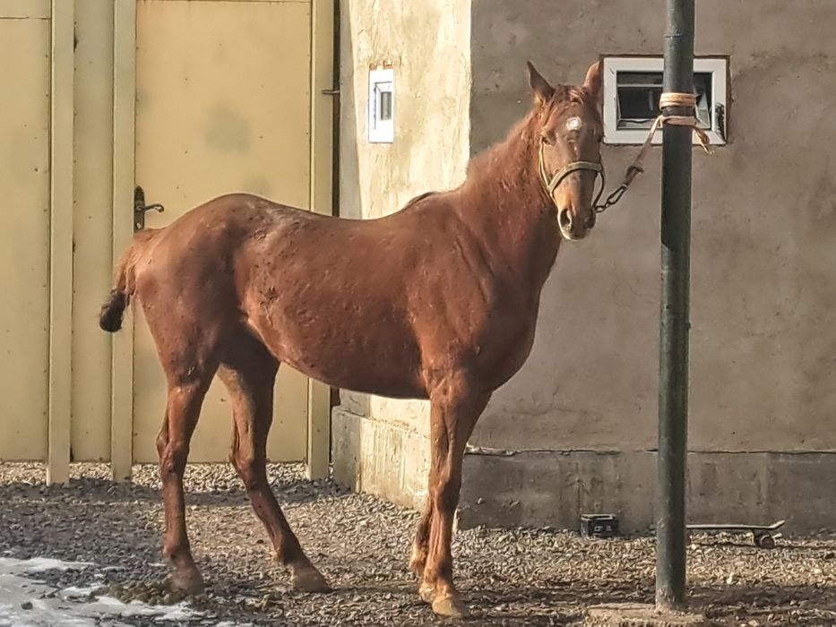 Продам  Кабылка Бйе Лошадь Айгыр