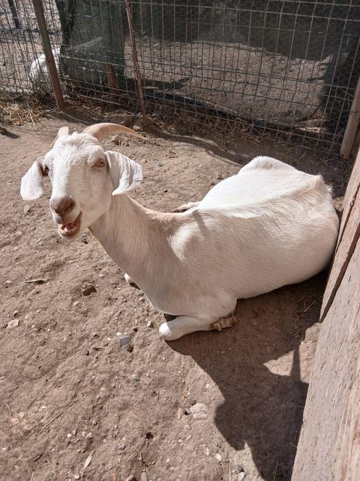 Vand capra saanen, tap si iada boer,tap alpin