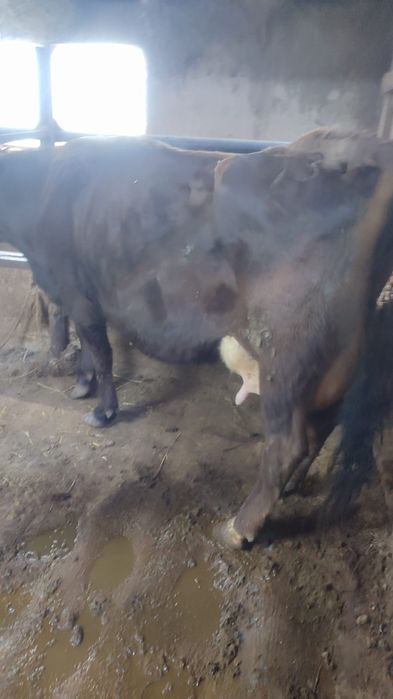 Продам корову...