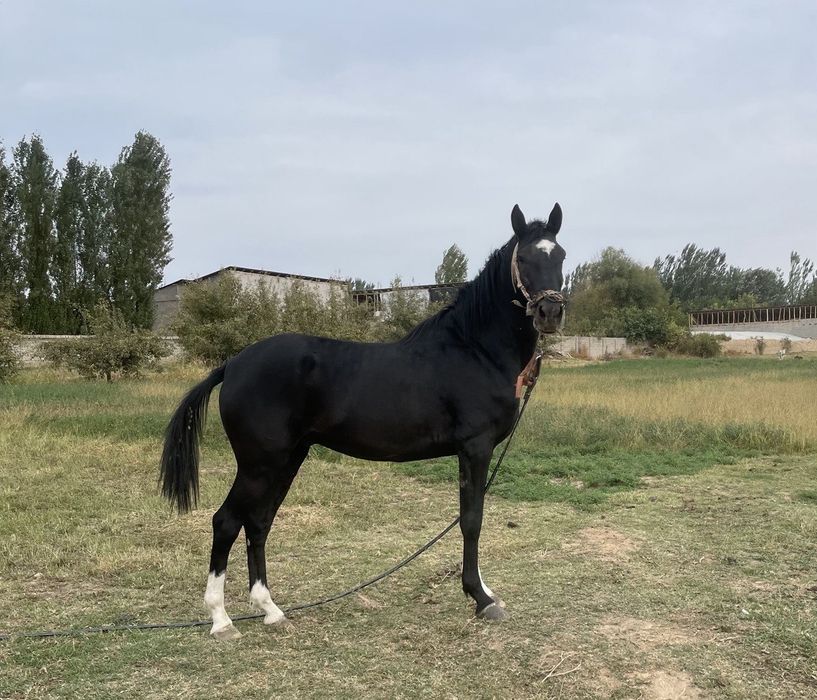 Расмдеги От сотилади