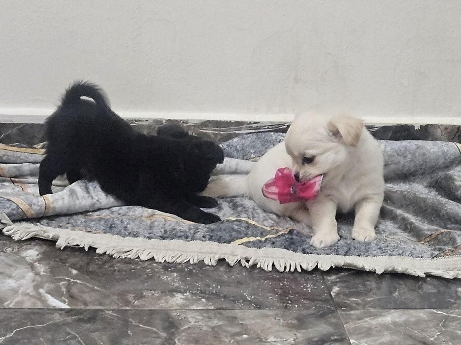 Продаются щенки чихуахуа, 1.5мес. Мальчик и девочка. Девочка мини.