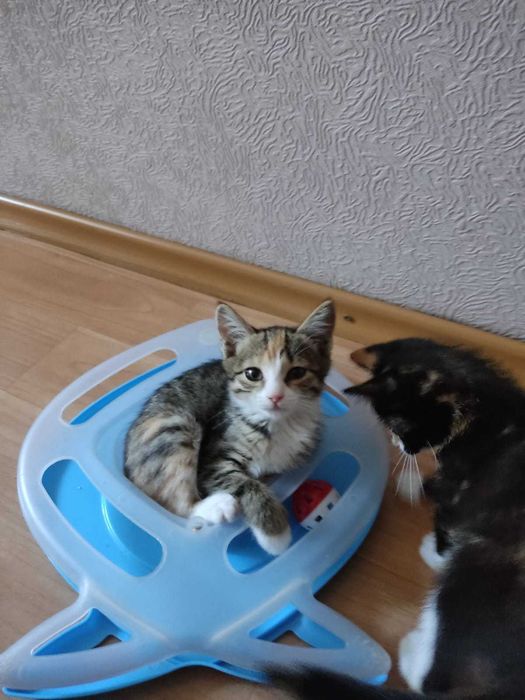Отдам котенка девочку