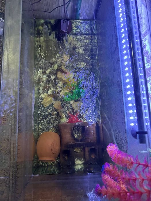 Продам аквариум с водяной черепахой тртоникс.