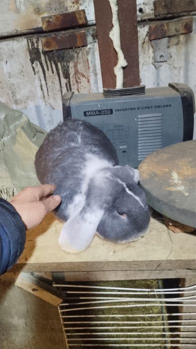 Продам самцов кроликов