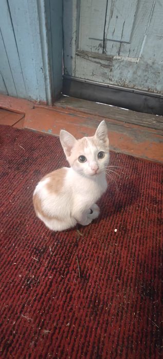 Отдам котят даром
