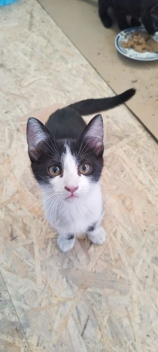 Котята 3 месяца в добрые ручки