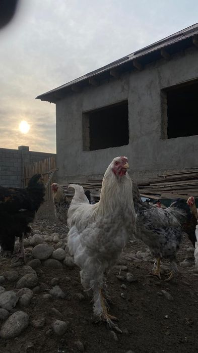 Жас қораздар сатылады