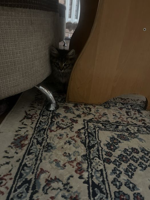 Котик очень красивый