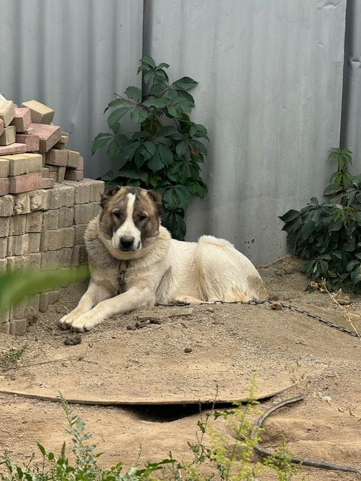 Алабай сучка доч каплана