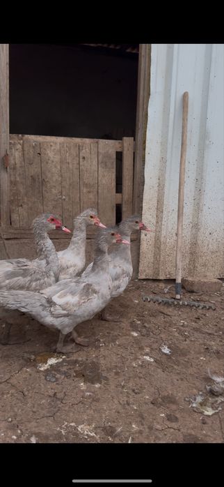 Индоутята 10000тенге  разные возроста