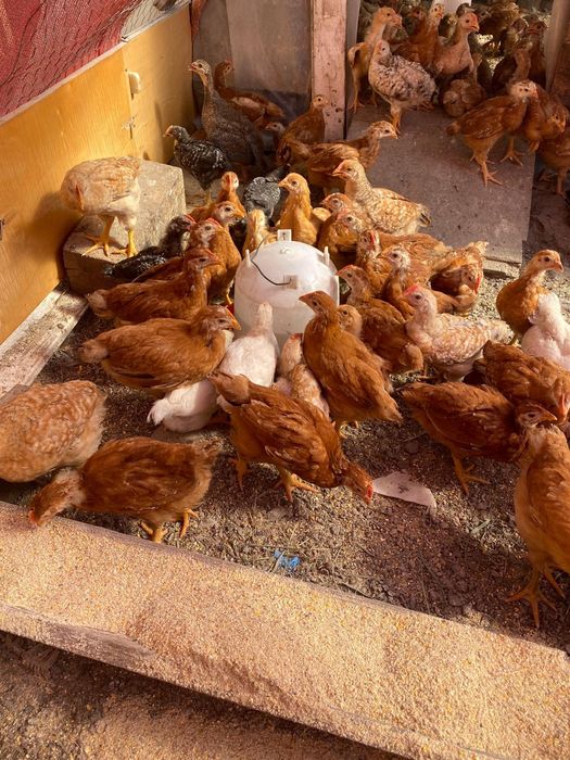 Vând pui rasa mixta 5 saptamani