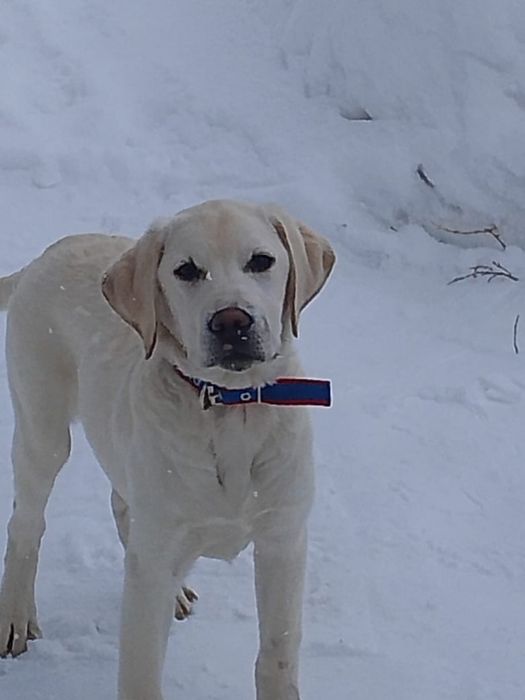 Продам щенка лабрадора