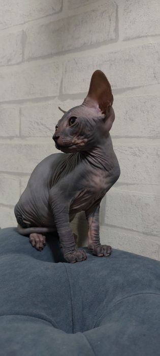 Котенок Сфинкс Канадский