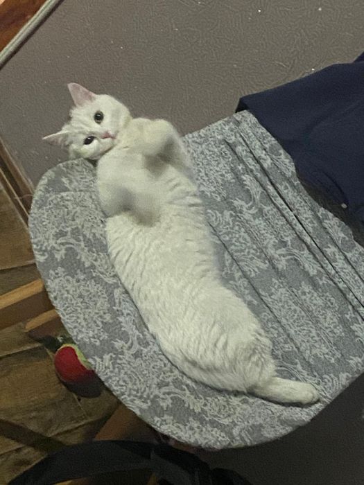 Отдам домашнюю кошку