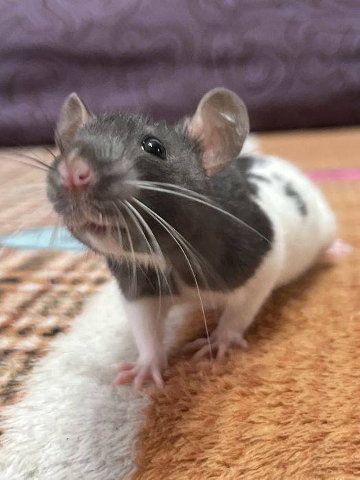 Ручной крысенок девочка (крыса,крысы,крыс)