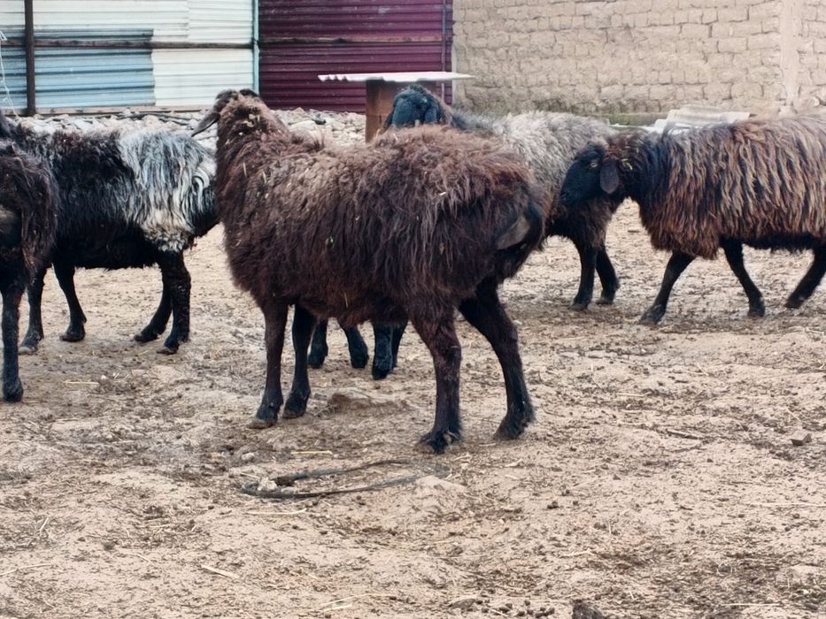 Ona bola boʻgʻoz qoʻylar sotiladi