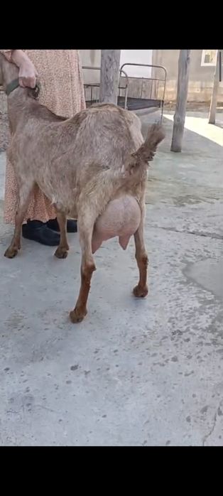 Англонубиская ешкі сауынды