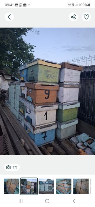 Vând cutii albine 12 rame