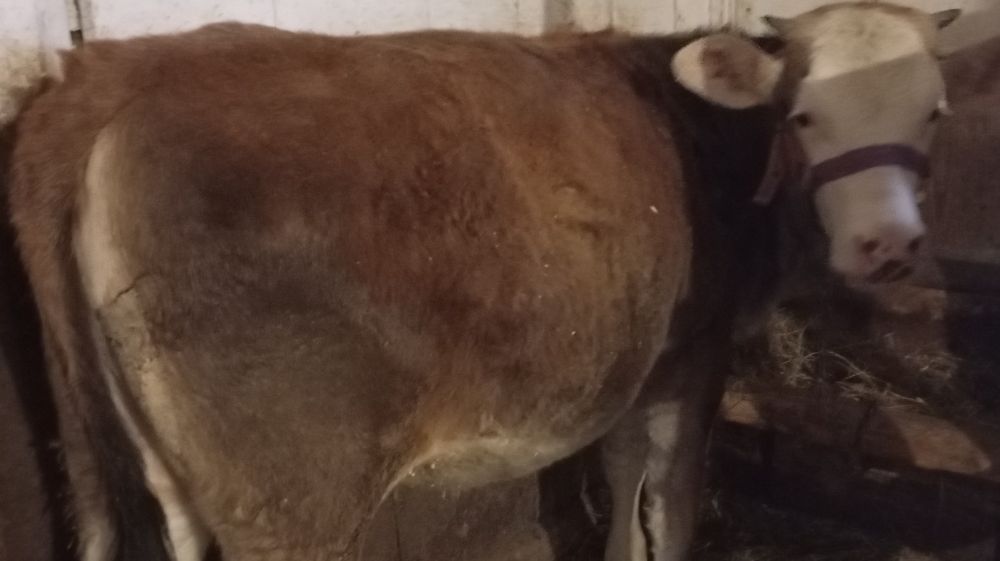 Vand juncă bălțată de 1 an