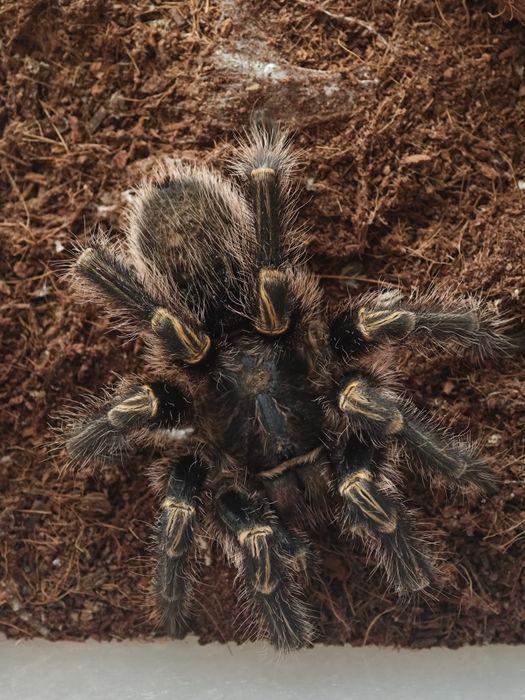 Продам паука + ферма тараканов