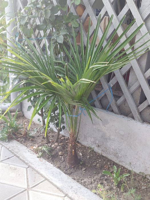 Palmieri rezistenti la frig