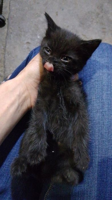 Подарю котëнка в добрые руки