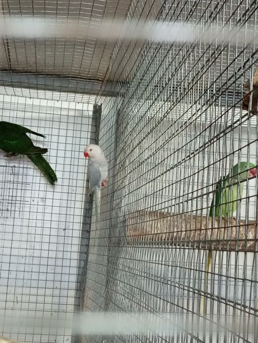 Papagali micul Alexandru