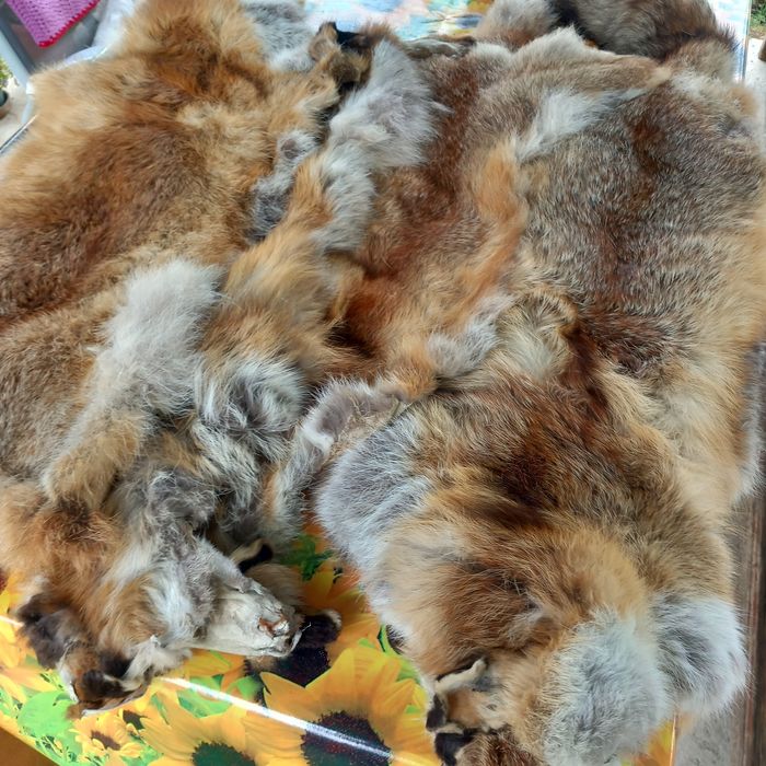 Pei de vulpe atgasite