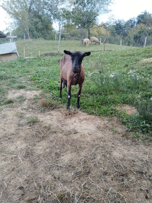 De vânzare capra alpina franceza