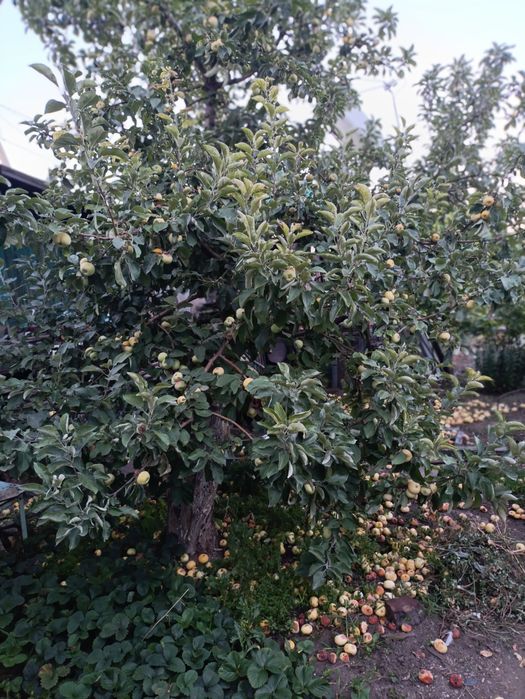 Продам дом пос.Красина