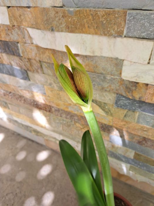 Цветок Амаралис. Цветут хонака гуллар