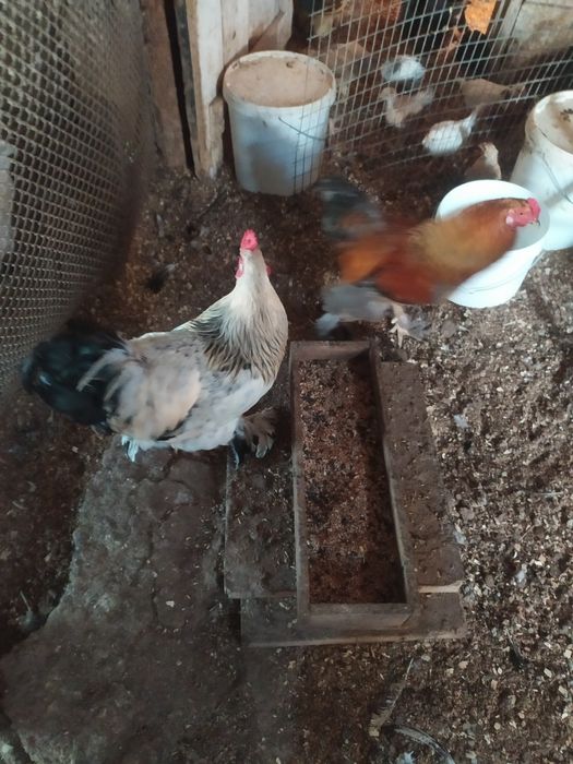 В продаже куры брама питухи