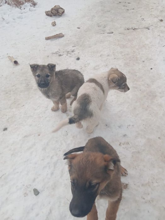 Собаки, щенки( овчарки)