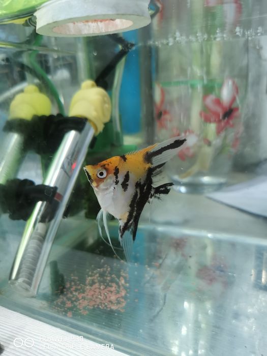 Продам или меняю