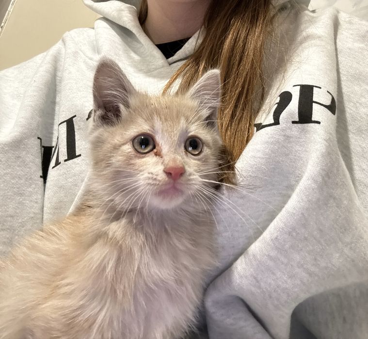 Котенок ,в добрые руки