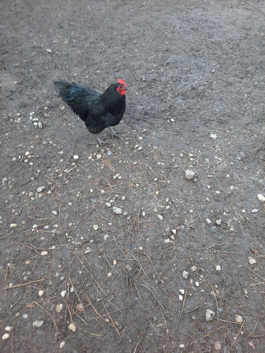 Vand oua proaspete de gaina,rata lesasca si bibilica