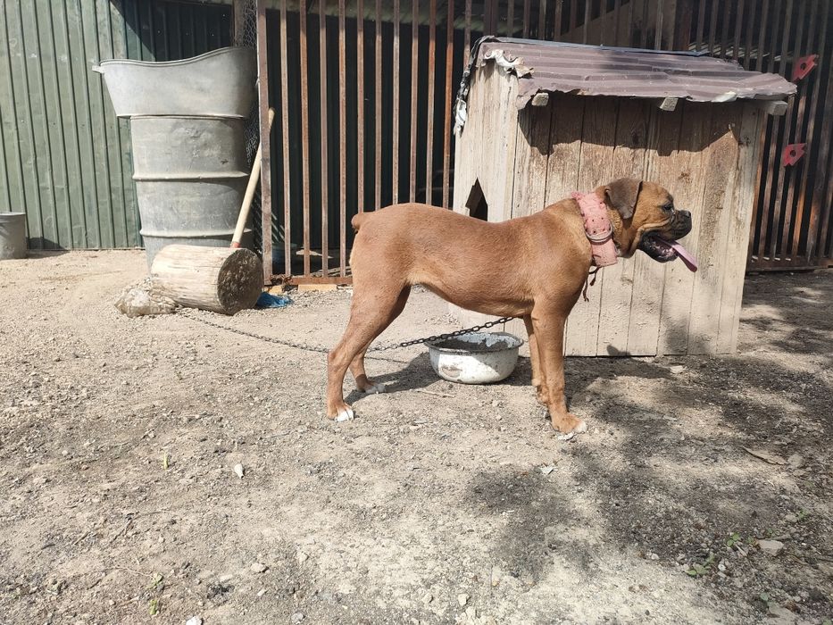 Американский Баксер самка