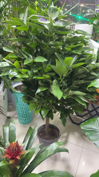 Комнатный ростения