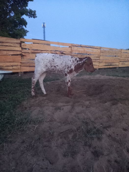 Продам телёнка бычек 1 мес