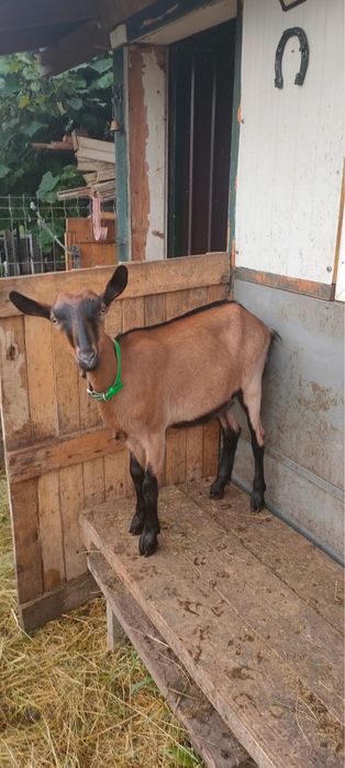 Capre de vanzare Alpin Francez si Saanen