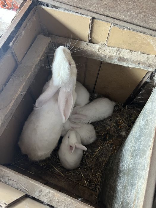 Iepuroaică cu 5 pui