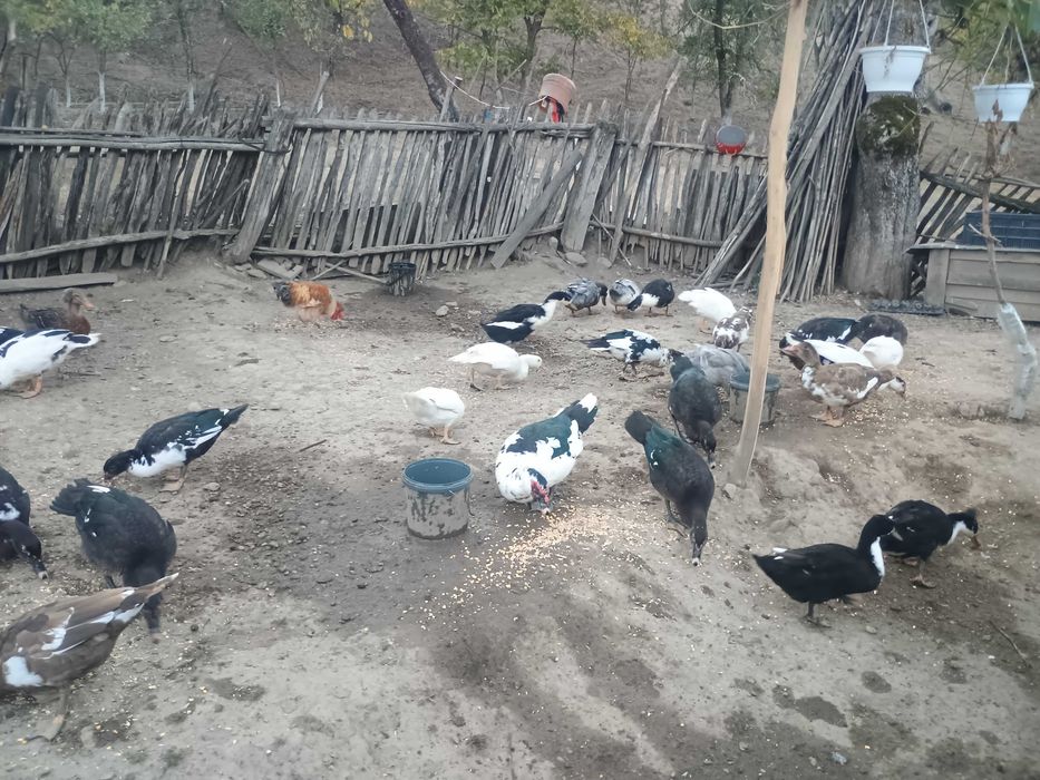 Rate mute și rate macaitoare